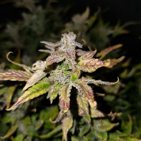 Gorilla Glue auto growlog timeline photo