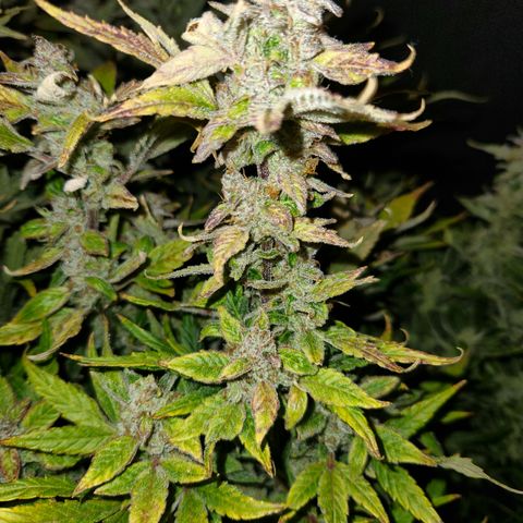 Gorilla Glue auto growlog timeline photo