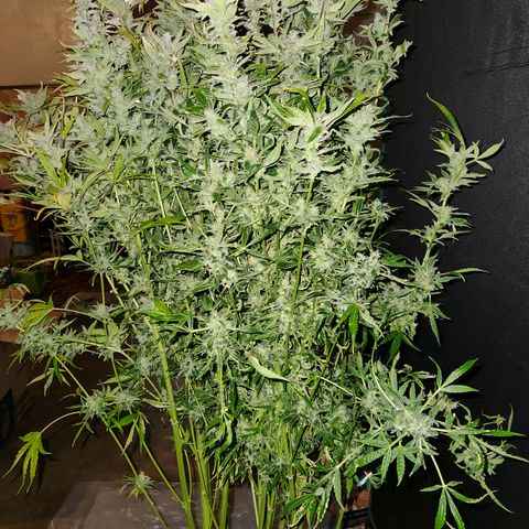 Gorilla Glue auto growlog timeline photo