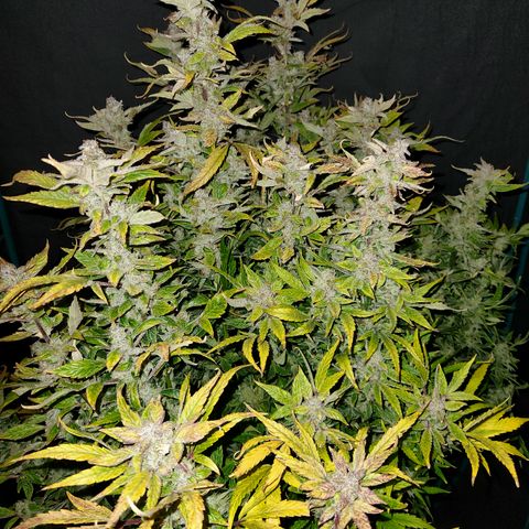 Gorilla Glue auto growlog timeline photo