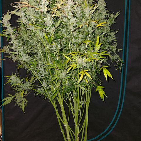 Gorilla Glue auto growlog timeline photo
