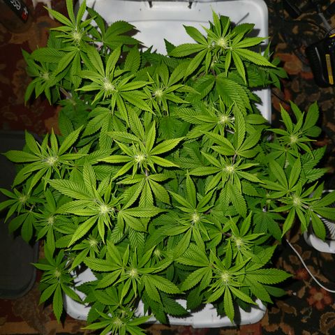 Pauly Walnuts  growlog timeline photo