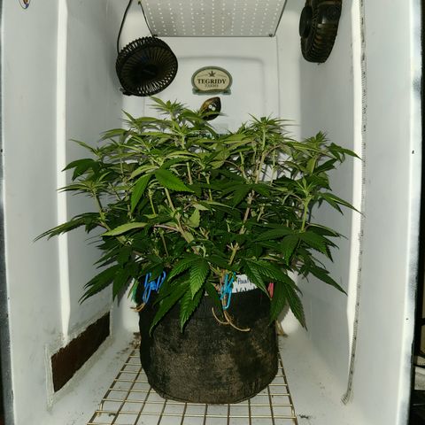 Pauly Walnuts  growlog timeline photo