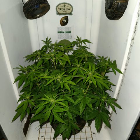 Pauly Walnuts  growlog timeline photo