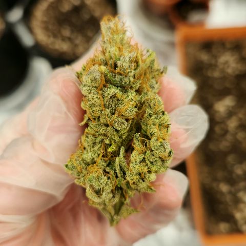 LPC auto tester growlog timeline photo