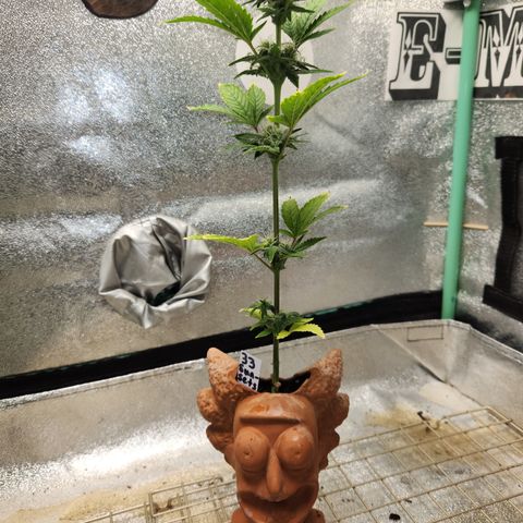 33 Sunsets auto growlog timeline photo