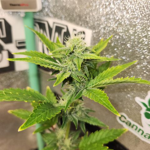 33 Sunsets auto growlog timeline photo