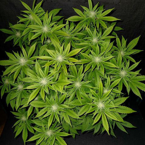 Pauly Walnuts  growlog timeline photo