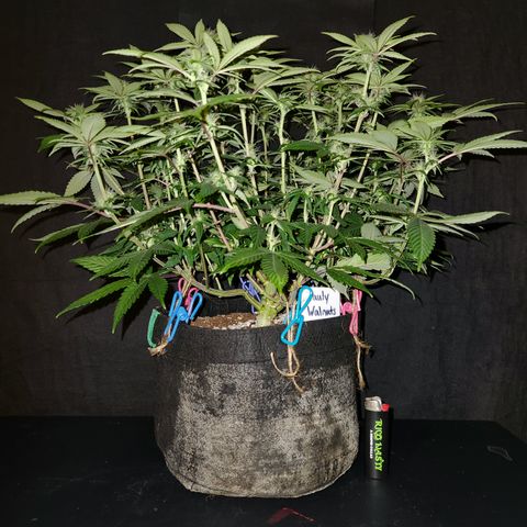 Pauly Walnuts  growlog timeline photo