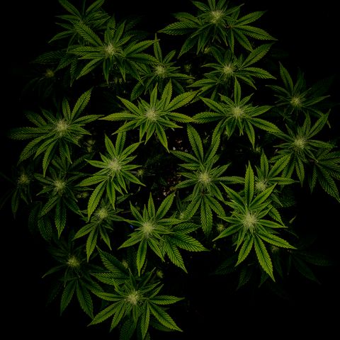 Pauly Walnuts  growlog timeline photo
