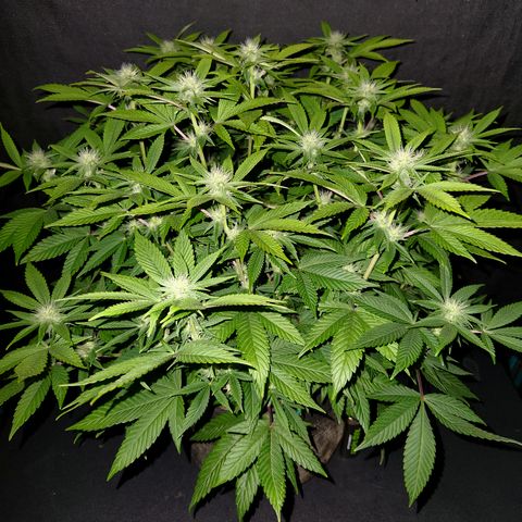 Pauly Walnuts  growlog timeline photo