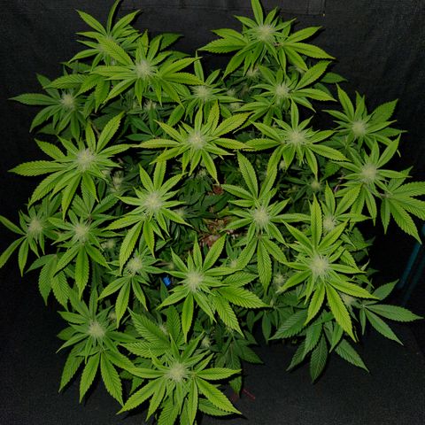 Pauly Walnuts  growlog timeline photo