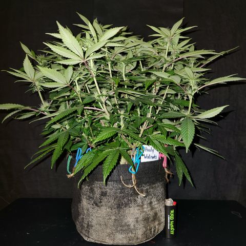 Pauly Walnuts  growlog timeline photo