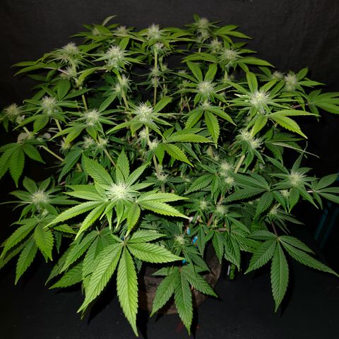 Pauly Walnuts  growlog timeline photo