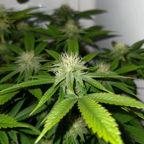 Pauly Walnuts  growlog timeline photo