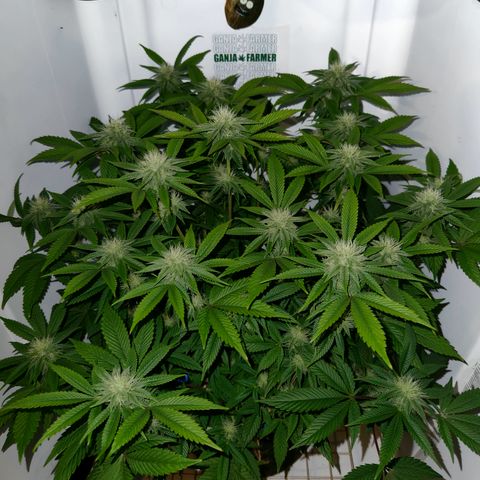 Pauly Walnuts  growlog timeline photo