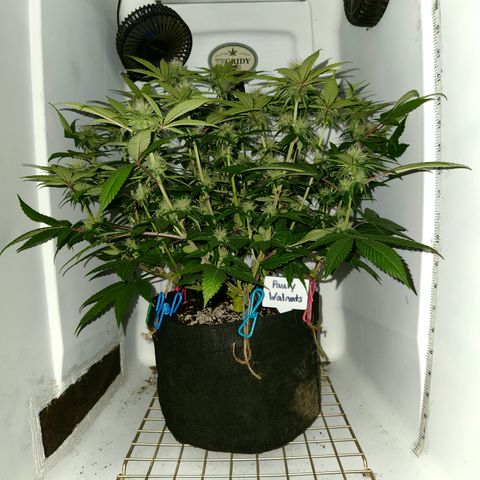 Pauly Walnuts  growlog timeline photo