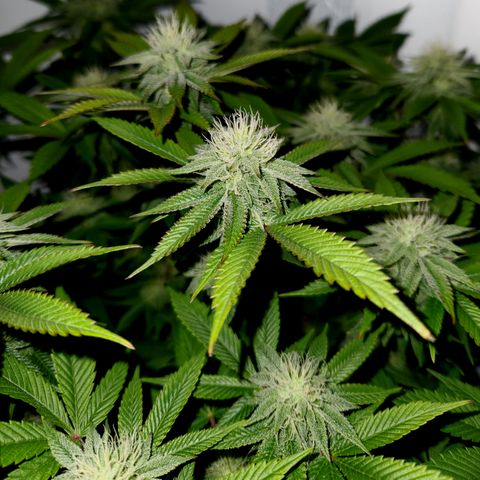Pauly Walnuts  growlog timeline photo