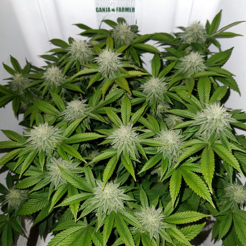 Pauly Walnuts  growlog timeline photo