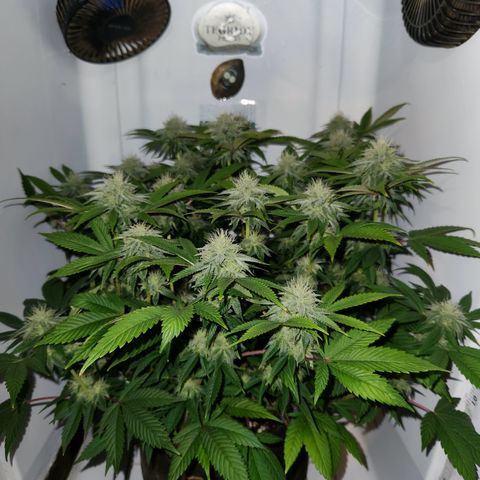 Pauly Walnuts  growlog timeline photo