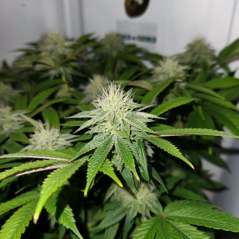 Pauly Walnuts  growlog timeline photo