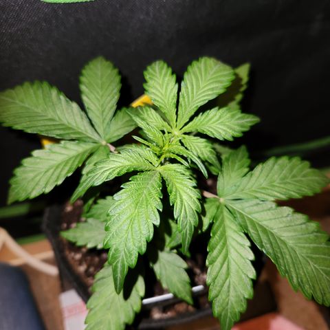 LPC "A" growlog timeline photo