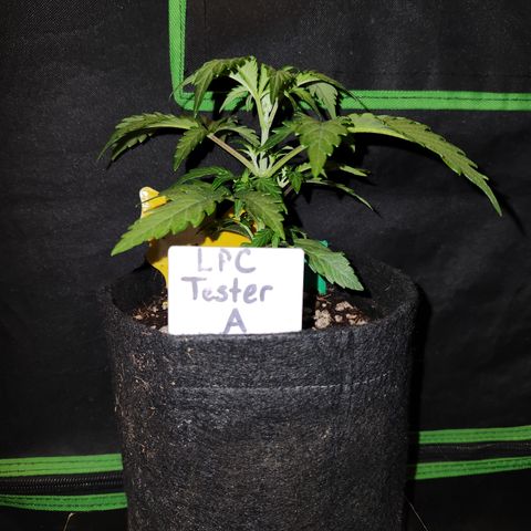 LPC "A" growlog timeline photo