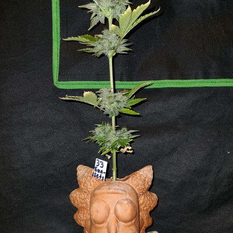 33 Sunsets auto growlog timeline photo