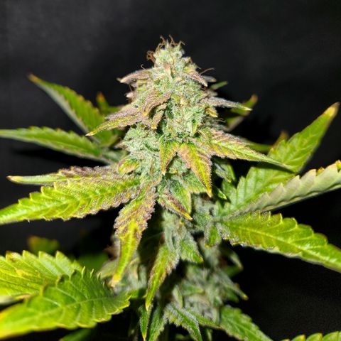 33 Sunsets auto growlog timeline photo