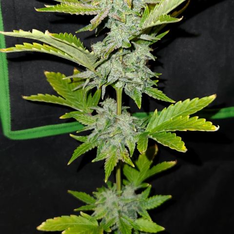 33 Sunsets auto growlog timeline photo