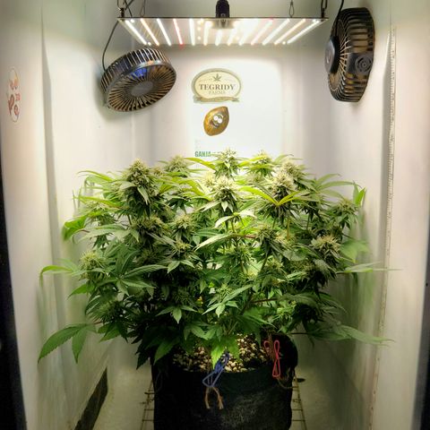 Pauly Walnuts  growlog timeline photo