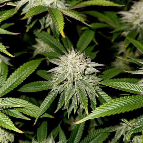Pauly Walnuts  growlog timeline photo