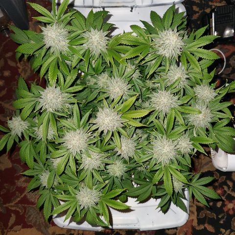 Pauly Walnuts  growlog timeline photo