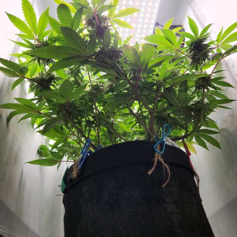 Pauly Walnuts  growlog timeline photo