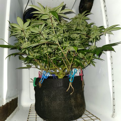 Pauly Walnuts  growlog timeline photo