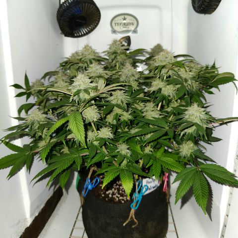 Pauly Walnuts  growlog timeline photo
