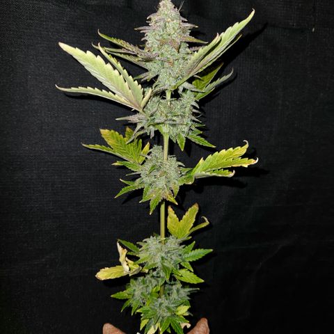 33 Sunsets auto growlog timeline photo