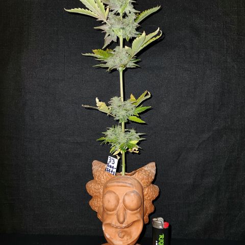 33 Sunsets auto growlog timeline photo