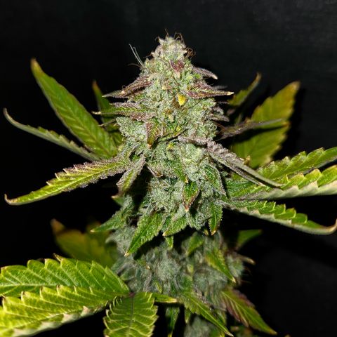 33 Sunsets auto growlog timeline photo