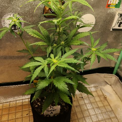 LPC "A" growlog timeline photo