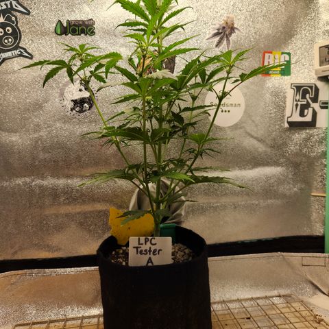 LPC "A" growlog timeline photo