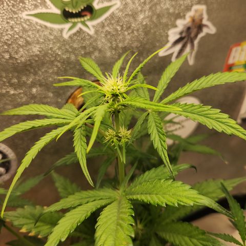 LPC "A" growlog timeline photo