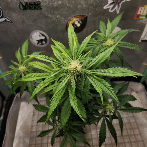 LPC "A" growlog timeline photo