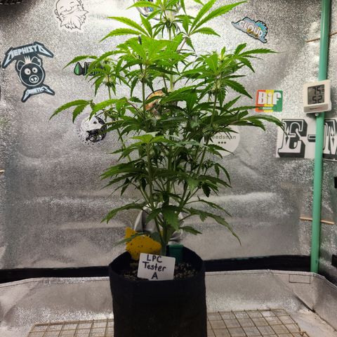 LPC "A" growlog timeline photo