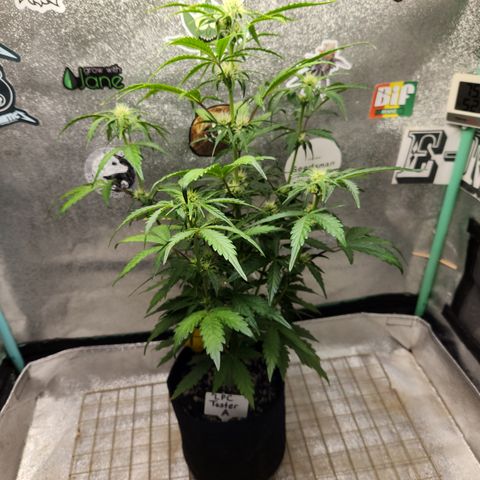 LPC "A" growlog timeline photo
