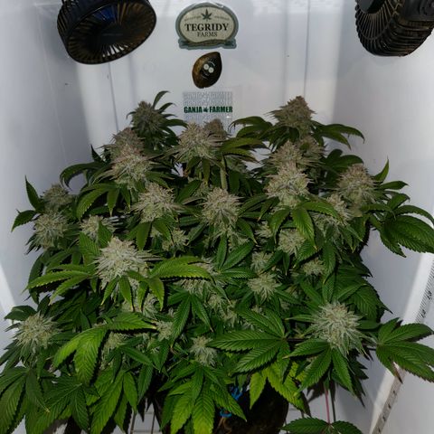 Pauly Walnuts  growlog timeline photo