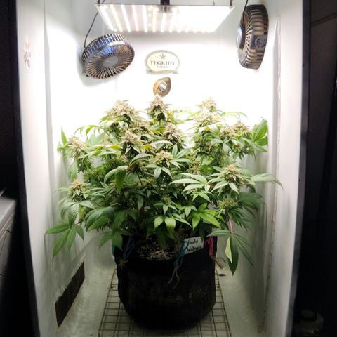Pauly Walnuts  growlog timeline photo