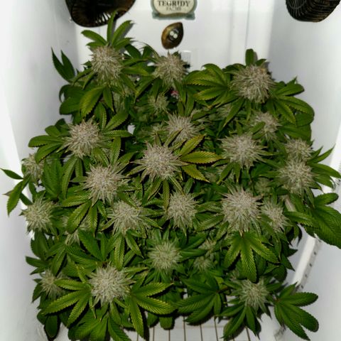 Pauly Walnuts  growlog timeline photo