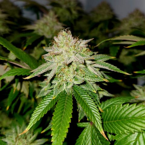 Pauly Walnuts  growlog timeline photo
