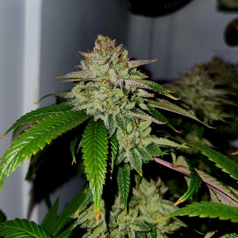 Pauly Walnuts  growlog timeline photo